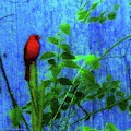 Redbird Enjoying the Clarity of a Blue and Green Moment